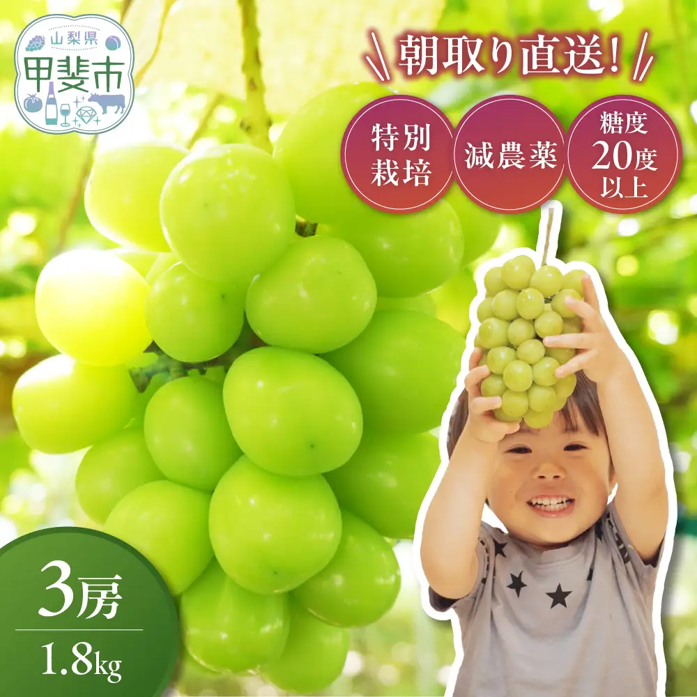 樹上完熟 シャインマスカット（特別栽培）1.8㎏／3房 山梨シャインマスカット