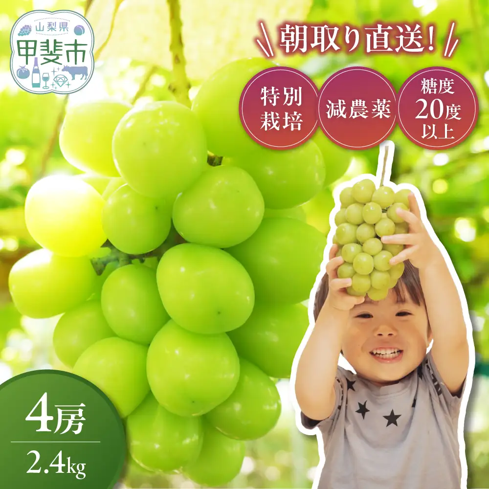 樹上完熟 シャインマスカット（特別栽培）2.4㎏／4房 山梨シャインマスカット