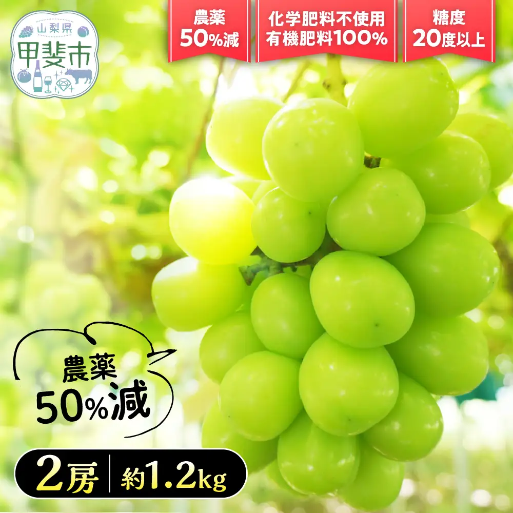 【2026年／令和8年発送】樹上完熟シャインマスカット（特別栽培）1.2㎏／2房