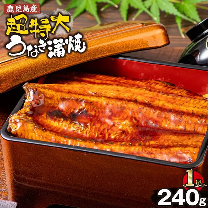 鹿児島産 超特大 うなぎ蒲焼 ( 無頭 ) (計240g以上・240g以上×1尾) 鰻 蒲焼き 真空パック【株式会社財宝】A1041