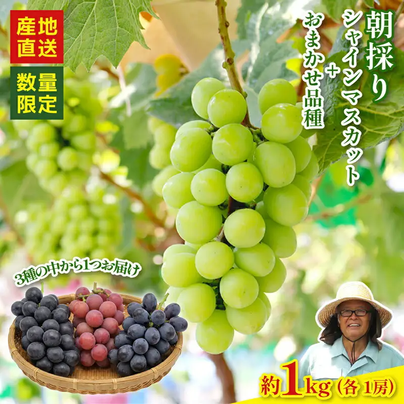 【2026年8月以降発送 先行予約】シャインマスカット 1房 おまかせ品種 1房 約1kg