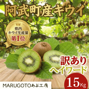 【先行予約】阿武町産 キウイ 訳ありヘイワード（15kg） 山口県産 国産 数量限定 フルーツ 家庭用
