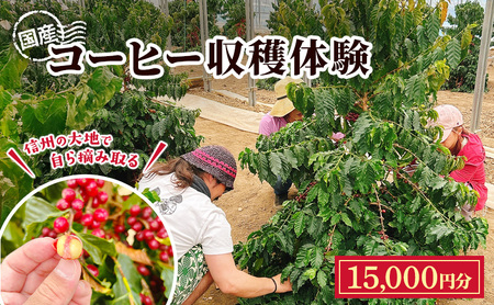 信州の大地で、自ら摘み取る「国産コーヒー収穫体験3名様分」15,000円分 コーヒーチェリー 収穫 試飲 体験 信州
