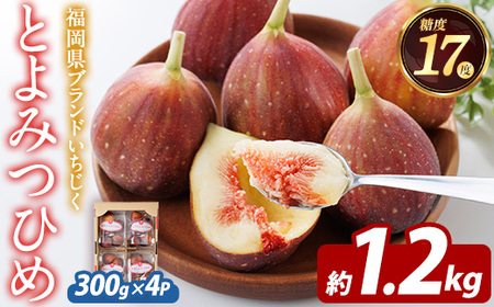＜先行予約受付中！2026年8月下旬～10月下旬に順次発送予定＞福岡県ブランドいちじく とよみつひめ (計約1.2kg・300g×4P) いちじく イチジク 無花果 生 国産 フルーツ 果物 くだもの オリジナルブランド デザート 期間限定 【農産物直売所ほたるの里】as52-030