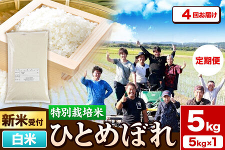 《新米予約》《定期便4ヶ月》令和8年産【白米】特別栽培米 ひとめぼれ 5kg 秋田県産 [ひとめぼれ 米 お米 白米 精米 特別栽培米 ブランド米 食卓 秋田県産 秋田県 由利本荘市]