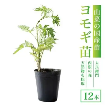 天然採取【西根の森】ヨモギ苗 12本セット(ポット苗)国産山菜苗【1697542】