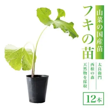 天然採取【西根の森】フキの苗 12本セット(ポット苗)国産山菜苗【1697543】