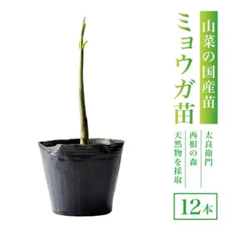 天然採取【西根の森】ミョウガ苗 12本セット(ポット苗)国産山菜苗【1697544】