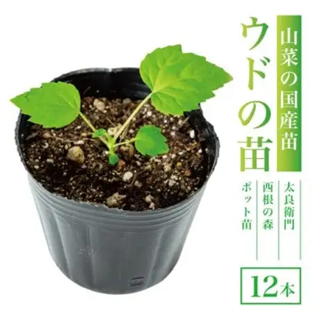 【西根の森】ウドの苗 12本(ポット苗)国産山菜苗【1697549】