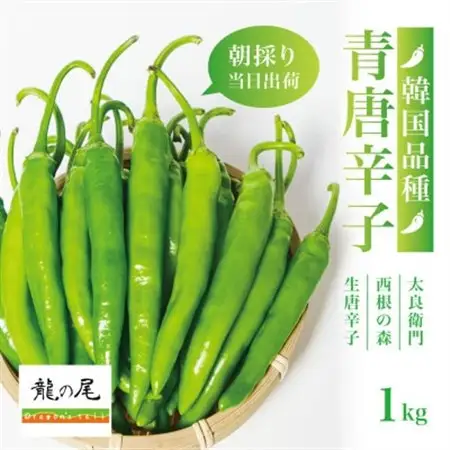 【宮城県産】生青唐辛子 龍の尾 1kgセット(500g×2袋)激辛韓国品種 西根の森|太良衛門【1702349】