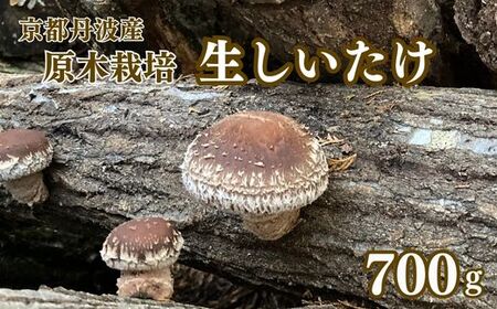 【原木栽培】生しいたけ 700g 京都丹波産 きのこ 椎茸 肉厚 国産 お取り寄せ 人気 ※北海道・沖縄・離島への配送不可 ※2026年3月下旬頃～12月下旬頃に順次発送予定