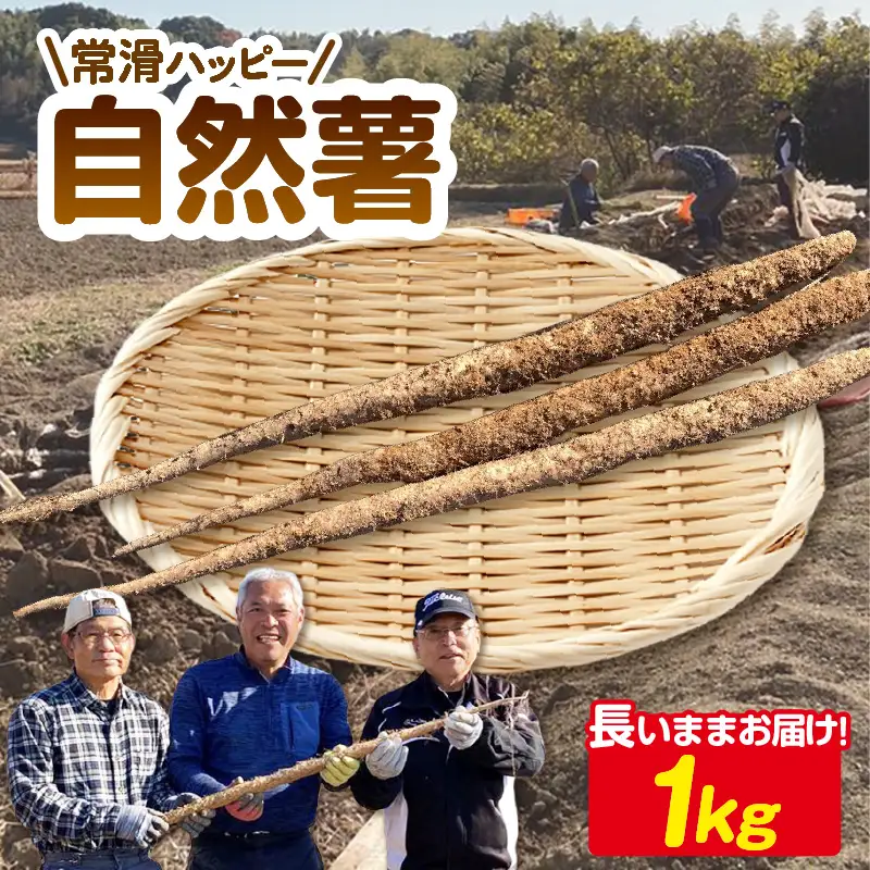 常滑ハッピー自然薯　約1kg