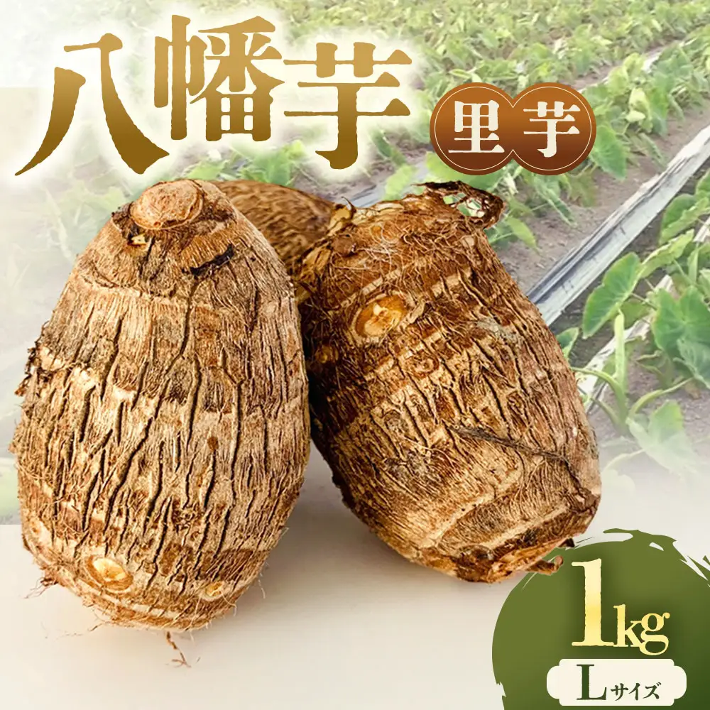 【先行予約】甲斐市産 八幡芋 Lサイズ 1.0kg  里芋 いも ミクニ農園