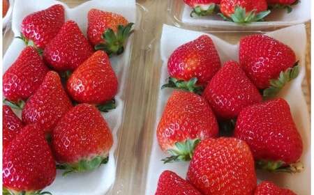 絢音ベリー農園 ＂絢＂ いちご 500g （250g×2P）先行予約【2026年12月上旬発送開始】 ゆうべに 高級 フルーツ ギフト 厳選 希少