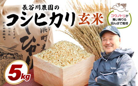 【玄米】5kg コシヒカリ 令和7年産 玄米【長谷川農園】 [m22-a010]