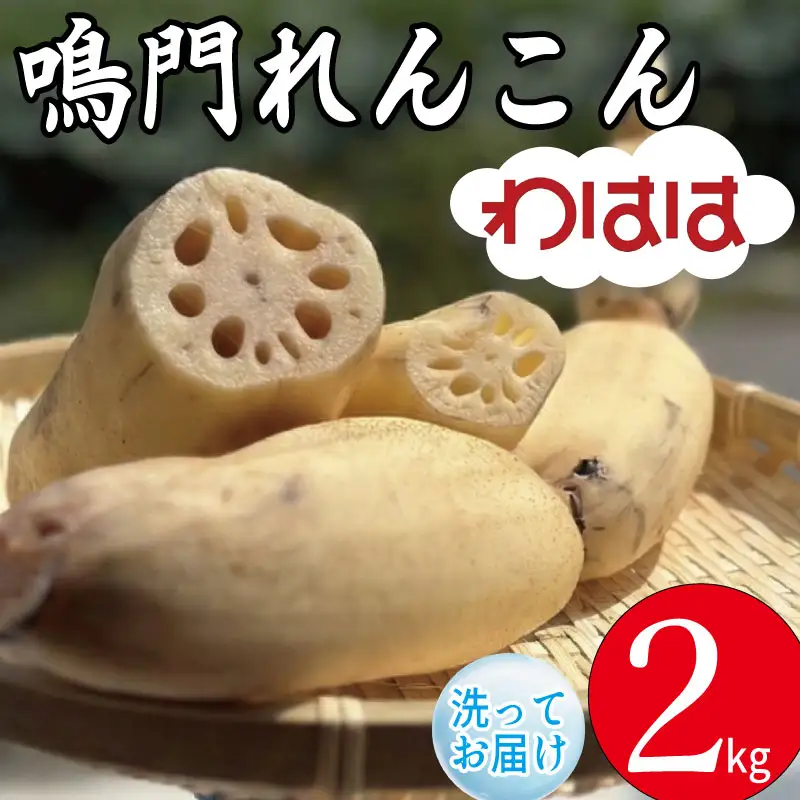 鳴門れんこん 2kg れんこん
