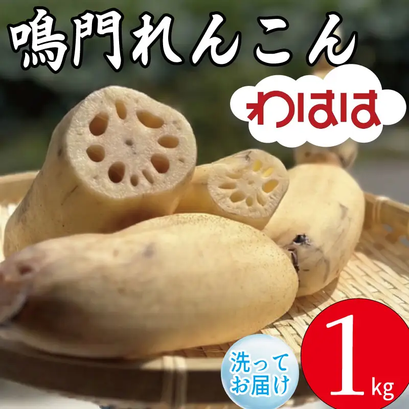 鳴門れんこん 1kg れんこん