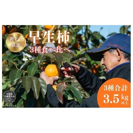 早秋柿・太雅柿・太秋柿　早生柿3種食べ比べセット（茨城県共通返礼品・かすみがうら市産) / 柿 カキ かき 早秋柿 太雅柿 太秋柿 食べ比べ 果物 フルーツ 3.5kg 果物 フルーツ 産地直送 ギフト 贈答 利根町