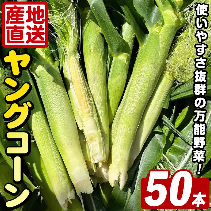 ＜先行予約受付中！2026年5月上旬以降順次発送予定＞ ヤングコーン (50本) 国産 野菜 ヤングコーン 鹿児島県産 阿久根市産 天ぷら フライ 中華炒め 肉巻き 【うとさんち】akn067-18