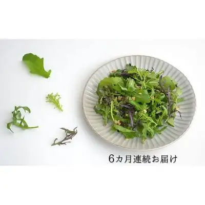 国産 ハーブ 定期便 6回 詰め合わせ 約450g 4種 8袋セット × 6ヶ月