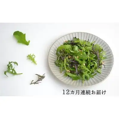 国産 ハーブ 定期便12回 詰め合わせ 約450g 4種 8袋セット × 12ヶ月