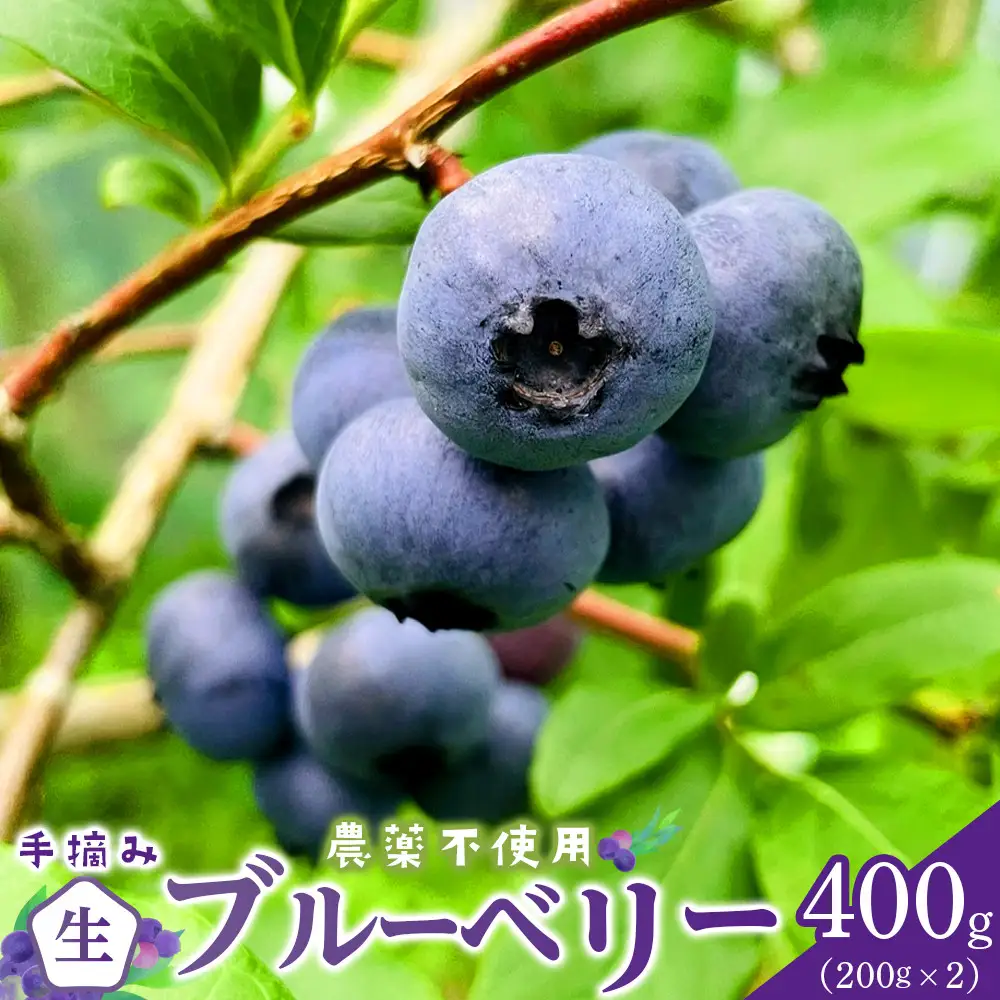【農薬不使用】 手摘み生ブルーベリー 400g