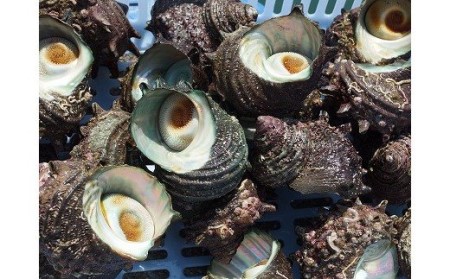 【2026年7月中旬～8月発送】福津市津屋崎漁港　天然活さざえ　約1.5kg [H0038]
