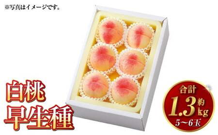 白桃 早生種 5～6玉（約1.3kg）岡山 桃 白鳳 加納岩白桃 早生種 果肉 柔らかい 果汁 【2026年7月上旬～7月下旬迄順次発送予定】