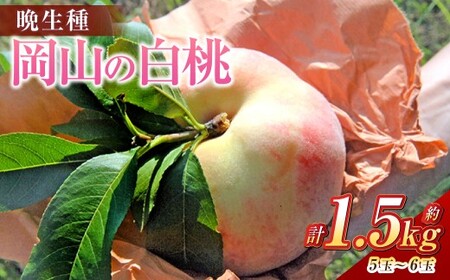 《ご家庭用》 白桃 （晩生種）  5～6玉 （合計約1.5kg） 桃 もも モモ 白桃 くだもの 果物 国産フルーツ 国産 岡山県 倉敷市 【2026年8月上旬～8月下旬発送予定】
