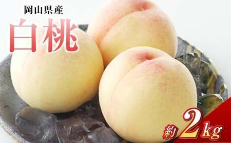 白桃 8玉（合計約2.0kg）果物 デザート スイーツ フルーツ 果肉 美味しい 甘い 柔らかい 上品【2026年7月上旬～7月下旬迄順次発送予定】
