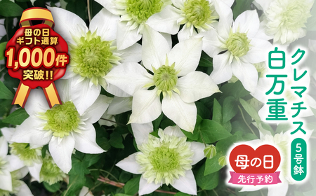 【母の日ギフト】5月6日まで 先行予約 母の日 クレマチス 白万重 5号鉢 ラッピング 福島県 田村市