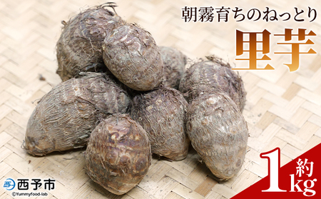 先行予約＜朝霧育ちのねっとり里芋 約1kg＞野菜 やさい さといも サトイモ 国産里芋 愛媛県産 野村町 ねっとり 粘り ほくほく もちもち 新鮮 煮物 家庭用 料理用 冬野菜 期間限定 数量限定 ノムランド 愛媛県 西予市【常温】『2026年12月頃より順次出荷予定』NNM0011