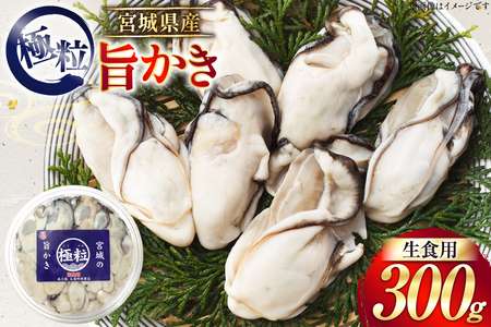 【期間限定発送】 宮城県産 むき身 極粒旨かき 生食用 300g ×1p[丸壽阿部商店 宮城県 南三陸町 m304bir010000]