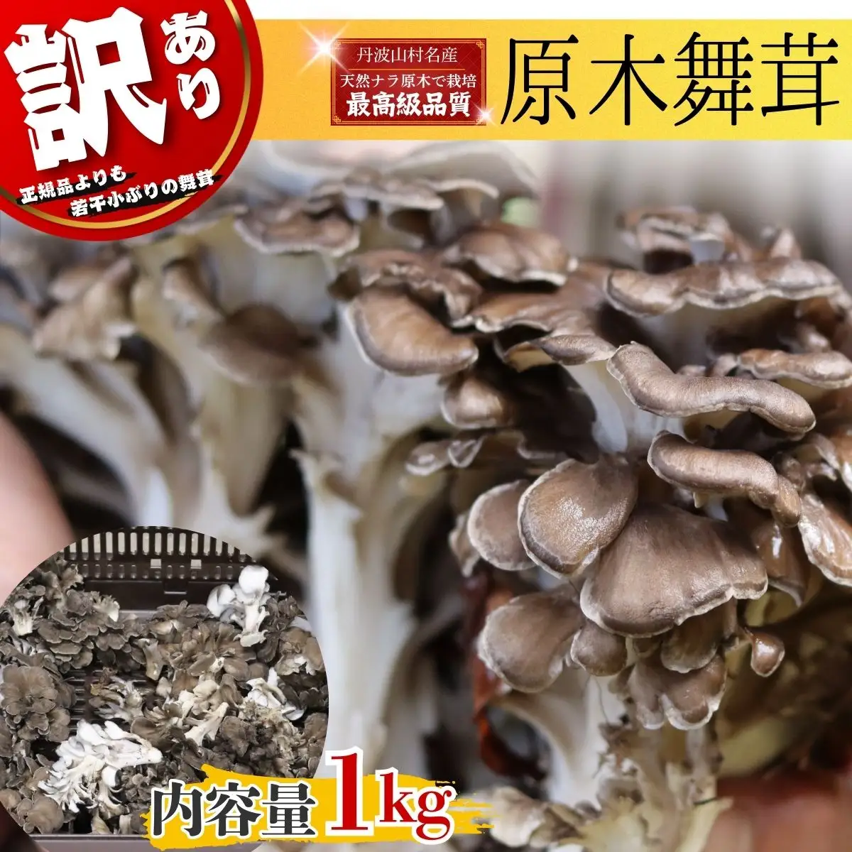 【2026年発送分先行予約】訳あり 丹波山村産 原木舞茸 約1kg 2026年秋頃より順次発送予定 / 丹波山名産 希少 無農薬 無添加 舞茸 まいたけ わけあり 規格外 正規品より若干小振り 原木栽培 きのこ キノコ 産地直送【tab0240】