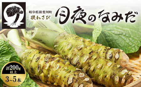 本わさび 月夜のなみだ 3～5本 計200g以上 生わさび わさび 山葵 ワサビ 本ワサビ 生ワサビ 薬味 野菜 新鮮 生 芋 根わさび 本格 刺身 わさび丼 ステーキ 産地直送 産直 DoINAKA 送料無料 岐阜県 揖斐川町