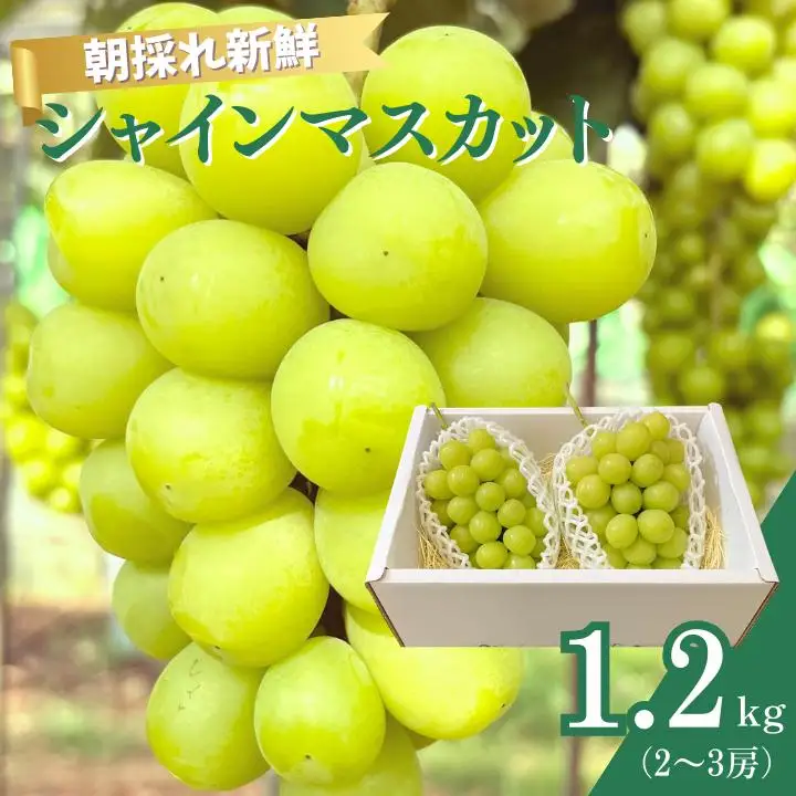 シャインマスカット　1.2kg（2～3房）ぶどう ブドウ 葡萄 シャインマスカット 果物 くだもの フルーツ 1.2kg カクタファーム 朝採り 産地直送 産直 期間限定 千葉県 匝瑳市