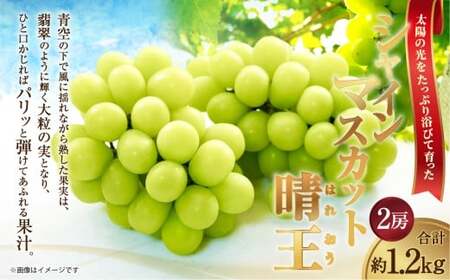 [HS]シャインマスカット 晴王 2房 約1.2kg【2026年9月上旬～10月下旬発送予定】マスカット 葡萄 ぶどう ブドウ フルーツ 果物 くだもの デザート 冷蔵 岡山県 倉敷市