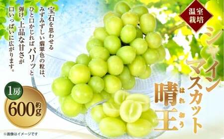 [HS]温室 シャインマスカット 晴王 1房 約600g【2026年7月上旬～8月下旬発送予定】マスカット 葡萄 ぶどう ブドウ フルーツ 果物 くだもの デザート 冷蔵 岡山県 倉敷市