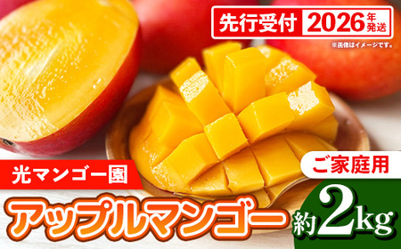 【先行受付】【2026年発送】光マンゴー園の家庭用アップルマンゴー約2kg（4～6玉）白箱 - ご自宅用 先行予約 沖縄県産 産地直送 南国フルーツ 旬の味覚 オススメ 沖縄県 八重瀬町