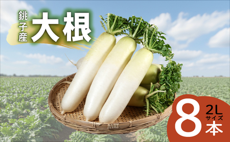 大根 8本 銚子産 【11月~6月上旬頃発送】 大根