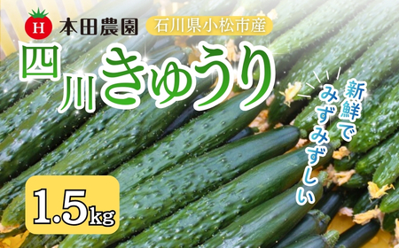 四川きゅうり 1.5kg 本田農園 野菜 ギフト | 石川県 小松市 本田農園