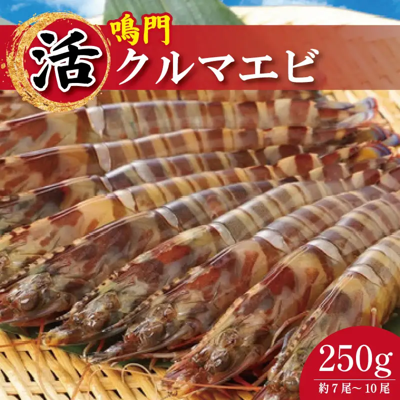 【指定日必須】 活き車海老 250g 約7尾～10尾 クルマエビ