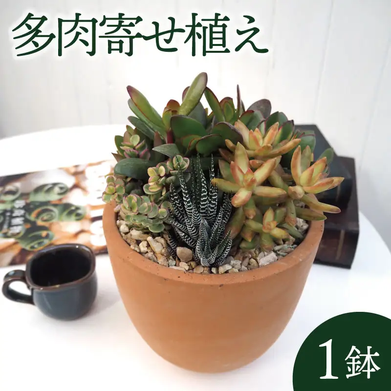 京都 多肉 寄せ植え テラコッタ 多肉植物 植物 インテリア 観葉植物