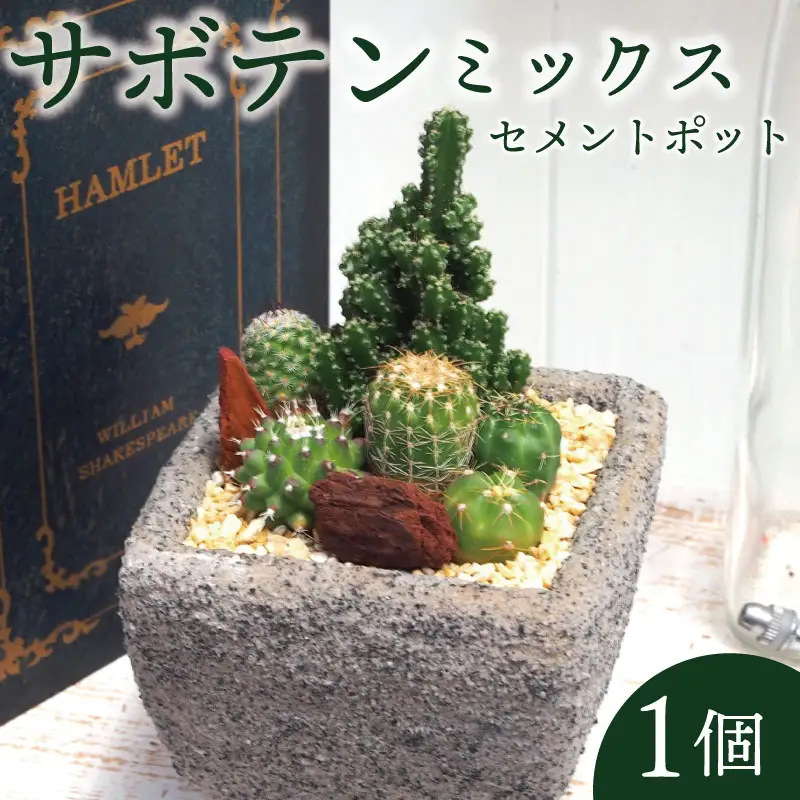 サボテン セメントポット 京都 植物 インテリア 観葉植物