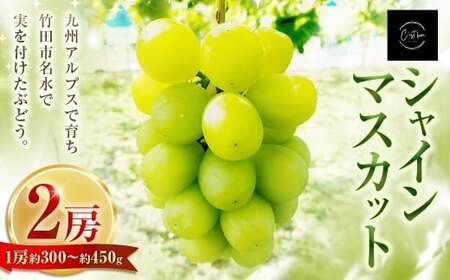 九州アルプスで育ち竹田市名水で実を付けた シャインマスカット 2房  （ 約300 ～ 約450g × 2房 ）【2026年9月上旬～10月上旬まで順次発送予定】