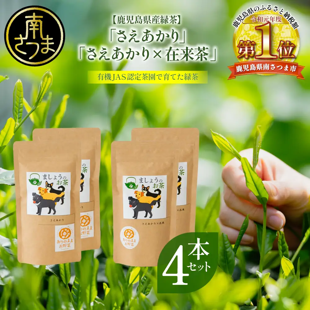 【鹿児島県産緑茶】ましょうのお茶「さえあかり」「さえあかり×在来茶」4本セット 計200g 鹿児島県産 かごしま お茶 日本茶 緑茶 茶葉 南さつま市
