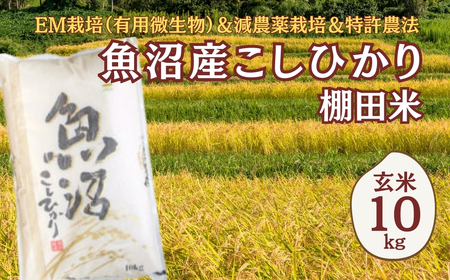 【 農園直送 】玄米 10kg コシヒカリ お米 米 群馬県産 沼田のこしひかり 令和8年 先行予約】魚沼産コシヒカリ棚田米 玄米10kg(10キロ×1) 佐藤