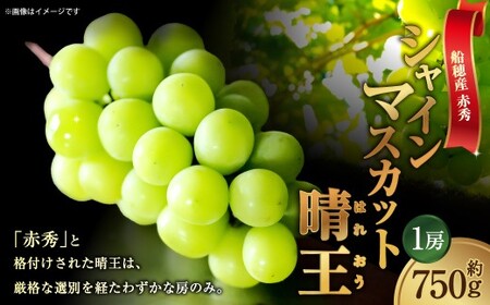 [HS]ぶどう 最高級品シャイン マスカット 晴王 1房 約750g【2026年9月上旬～10月下旬発送】【ブドウ 葡萄  岡山県産 船穂産 フルーツ 果物 ギフト】
