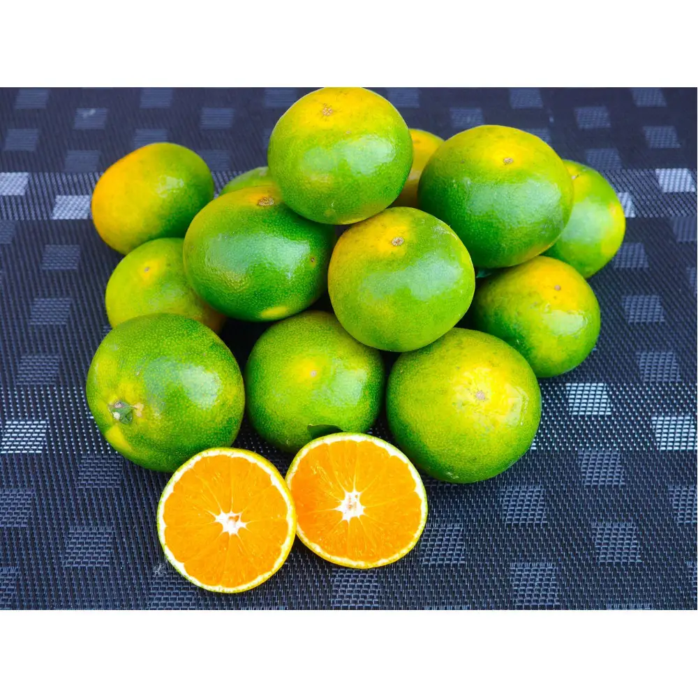 ※先行予約・2026年9月下旬発送開始予定※ 和歌山産 極早生みかん 5kg 3S～Sサイズおまかせ ［YN-26］橋詰農園