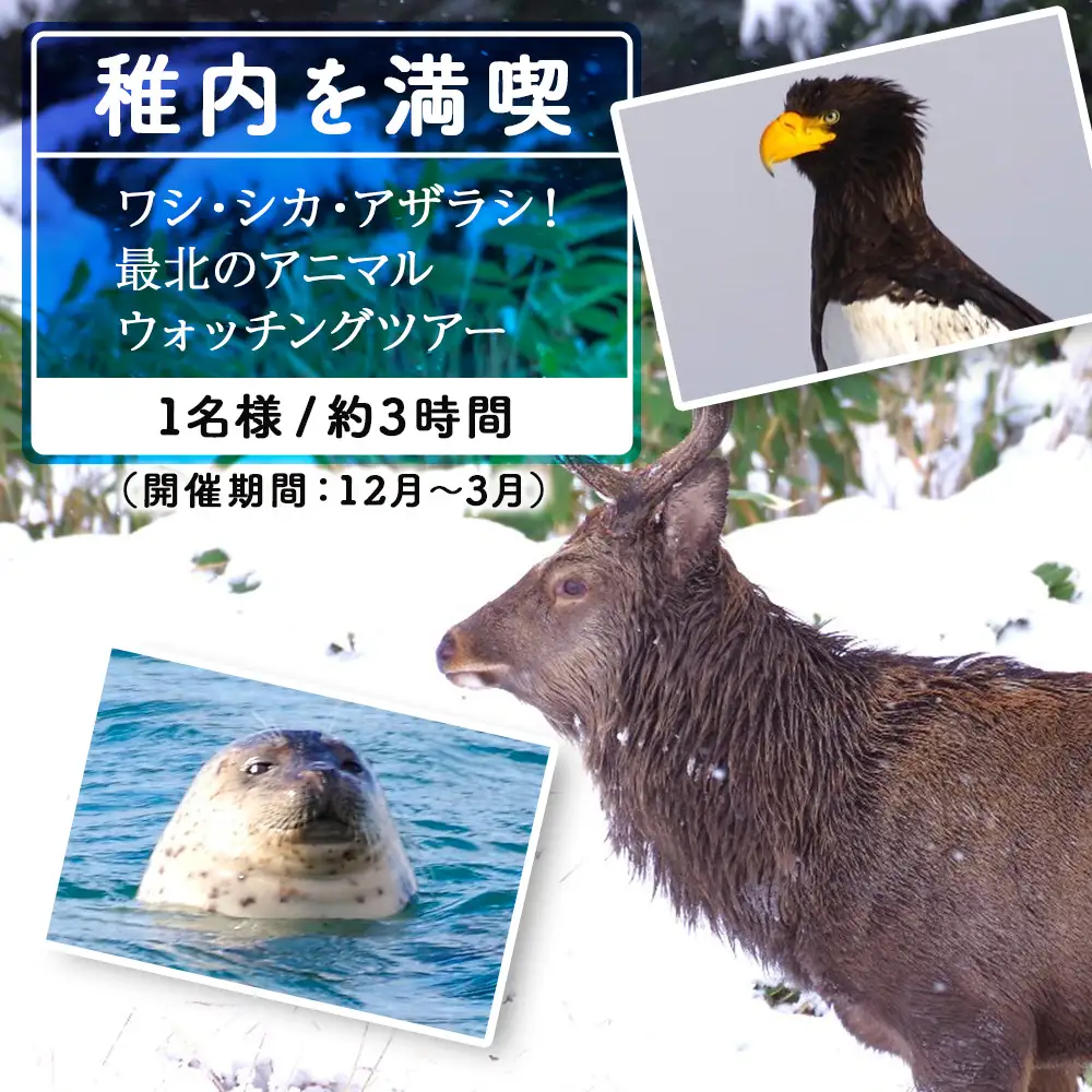 ワシ、シカ、アザラシ！最北のアニマルウォッチングツアー1名様